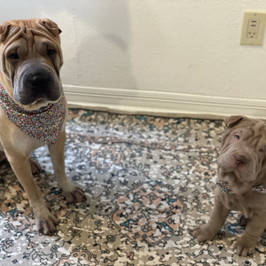 Fundraising Page: EMMARIE RODRIGUEZ